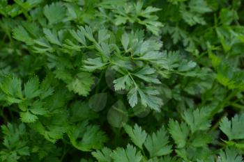 Parsley. Petroselinum. parsley leaves. Green leaves. Parsley growing in the garden. Close-up. Field. Farm. Agriculture. Growing herbs. Horizontal photo