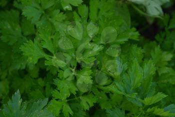 Parsley. Petroselinum. parsley leaves. Green leaves. Parsley growing in the garden. Close-up. Garden. Agriculture. Growing herbs. Horizontal