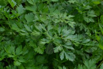 Parsley. Petroselinum. parsley leaves. Green leaves. Parsley growing in the garden. Close-up. Garden. Farm. Agriculture. Growing herbs. Horizontal