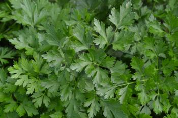 Parsley. Petroselinum. parsley leaves. Green leaves. Parsley growing in the garden. Close-up. Garden. Field. Agriculture. Growing herbs. Horizontal photo