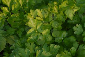 Parsley. Petroselinum. parsley leaves. Green leaves. Parsley growing in the garden. Close-up. Garden. Field. Agriculture. Growing herbs. Horizontal