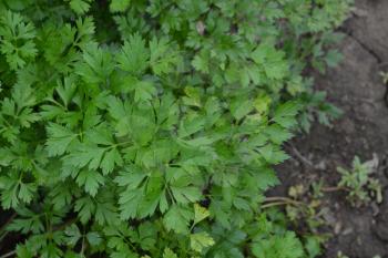 Parsley. Petroselinum. parsley leaves. Green leaves. Parsley growing in the garden. Close-up. Garden. Field. Farm. Agriculture. Growing herbs. Horizontal