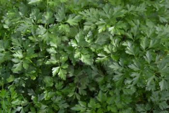 Parsley. Petroselinum. parsley leaves. Green leaves. Parsley growing in the garden. Close-up. Garden. Field. Farm. Agriculture. Horizontal photo