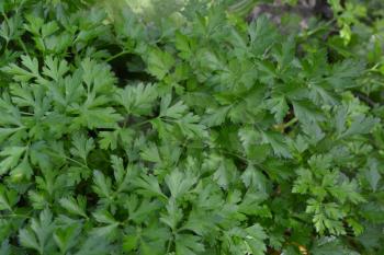 Parsley. Petroselinum. parsley leaves. Green leaves. Parsley growing in the garden. Close-up. Garden. Field. Farm. Agriculture. Horizontal