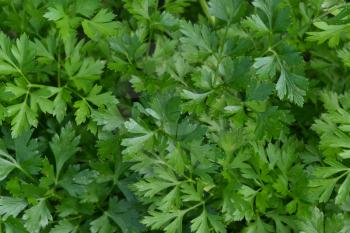 Parsley. Petroselinum. parsley leaves. Green leaves. Parsley growing in the garden. Close-up. Garden. Field. Farm. Growing herbs. Horizontal
