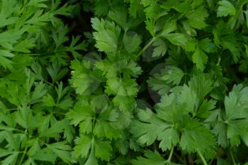 Parsley. Petroselinum. parsley leaves. Green leaves. Parsley growing in the garden. Close-up. Garden. Field. Farm. Horizontal photo