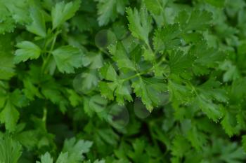 Parsley. Petroselinum. parsley leaves. Green leaves. Parsley growing in the garden. Close-up. Garden. Field. Growing herbs. Horizontal photo