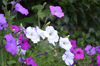 Petunia. Stimoryne. Petunia nyctaginiflora. Delicate flower. Flowers of different colors - white, pink, purple. Bushes petunias. Green leaves. Garden. Flowerbed. Beautiful plants. Horizontal