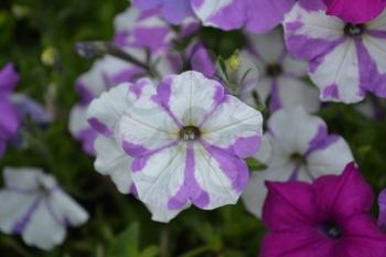 Petunia. Stimoryne. Petunia nyctaginiflora. Delicate flower. Flowers purple with white stripes. Bushes petunias. Green leaves. Garden. Flowerbed. Growing flowers. Horizontal