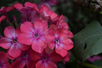 Phlox. Polemoniaceae. Beautiful inflorescence. Flowers pink. Nice smell. Garden. Floriculture. On blurred background. Close-up. Horizontal