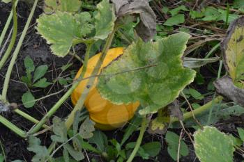 Pumpkin growing in the vegetable garden. Cucurbita. Pumpkin yellow