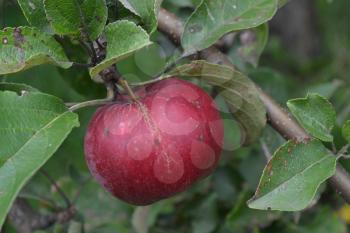 Apple. Grade Jonathan. Apples are red. Winter grade. Fruits apple on the branch. Apple tree. Agriculture. Growing fruits. Farm. Close-up. Horizontal