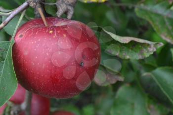 Apple. Grade Jonathan. Apples are red. Winter grade. Fruits apple on the branch. Growing fruits. Garden. Farm. Close-up. Horizontal photo