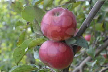 Apple. Grade Jonathan. Apples are red. Winter grade. Growing fruits. Farm. Fruits apple on the branch. Apple tree. Agriculture. Close-up. Horizontal photo