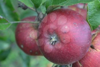 Apple. Grade Jonathan. Apples are red. Winter grade. Growing fruits. Garden. Farm. Fruits apple on the branch. Apple tree. Close-up. Horizontal