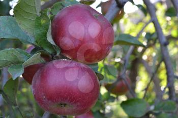 Apple. Grade Jonathan. Apples are red. Winter grade. Growing fruits. Garden. Farm. Fruits apple on the branch. Apple tree. Horizontal photo