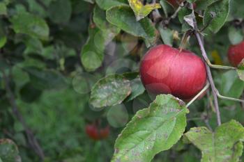 Apple. Grade Jonathan. Apples average maturity. Fruits apple on the branch. Apple tree. Agriculture. Farm. Close-up. Horizontal photo