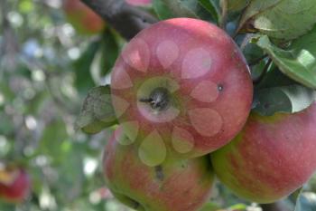 Apple. Grade Jonathan. Apples average maturity.  Growing fruits. Garden. Farm. Apple tree. Agriculture. Close-up. Horizontal photo