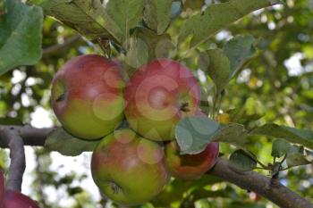 Apple. Grade Jonathan. Apples average maturity.  Growing fruits. Garden. Farm. Fruits apple on the branch. Agriculture. Close-up. Horizontal photo
