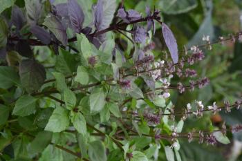 Basil. Ocimum basilicum. Fragrant herbs, spices, herb garden. Italian Cuisine. Bushes basil. View from above. Vertical photo