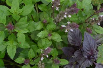 Basil. Spice, herb garden. Italian Cuisine. Bushes basil. View from above. Horizontal