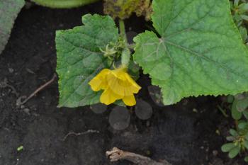 Cucumber. Cucumis sativus. Cucumber Leaves. Flowers cucumber. Cucumber growing in the garden. Garden. Field. Cultivation of vegetables. Agriculture. Horizontal