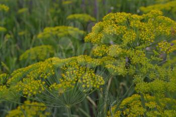 Dill. Anethum graveolens.  Short-lived annuals. Medicinal plant. dill flowers. On blurred background. Garden. Field. Growing herbs. Horizontal