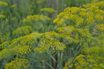 Dill. Anethum graveolens.  Short-lived annuals. Medicinal plant. dill flowers. On blurred background. Garden. Growing herbs. Horizontal photo