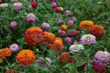 Flower major. Zinnia elegans. Many different colors of flowers - orange, pink, red. Field. Floriculture. Large flowerbed. Horizontal