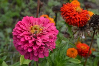 Flower major. Zinnia elegans. Many flowers of different colors - orange, pink. Field. Floriculture. Large flowerbed. Horizontal photo