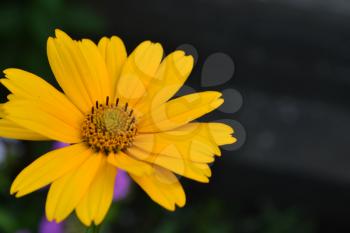 Heliopsis helianthoides. Perennial. Similar to the daisy. Tall flowers. Flowers are yellow. Close-up. On blurred background. It's sunny. Flowerbed. Floriculture. Horizontal