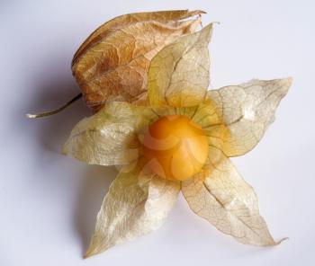 Aguaymanto, peruvian Juicy Cape Gooseberries