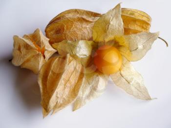 Aguaymanto, peruvian Juicy Cape Gooseberries