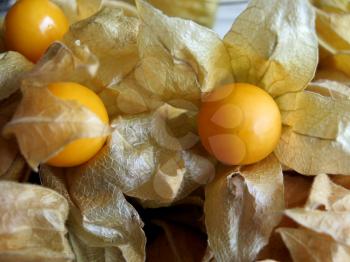 Aguaymanto, peruvian Juicy Cape Gooseberries