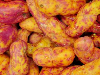 Red Olluquito. Peruvian tuber for sale at the Farmers Market