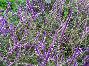 Lavender flower field, fresh purple aromatic wildflower, natural background