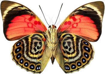 Royalty Free Photo of a Butterfly