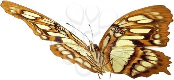 Royalty Free Photo of a Butterfly