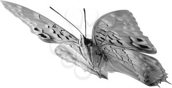 Royalty Free Photo of a Side View of  Moth
