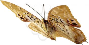 Royalty Free Photo of a Moth from the Side