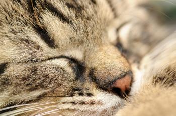 Closeup shot of sleeping cute small kitten.