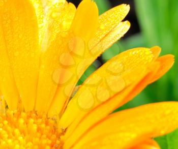 Macro shot of gerbera blossom.