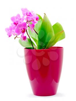 Macro shot of pink Orchid (Phalaenopsis) on the white background.