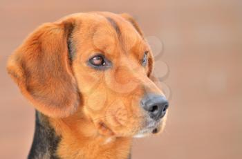 Closeup head portrait of small brown Beagle.