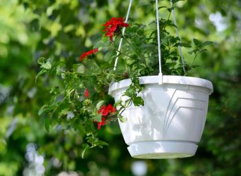 Red Verbena in the hanging white plastic pot.