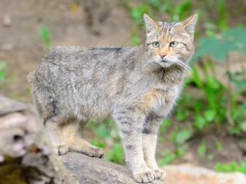 European wild cat with latin name Felis silvestris silvestris.