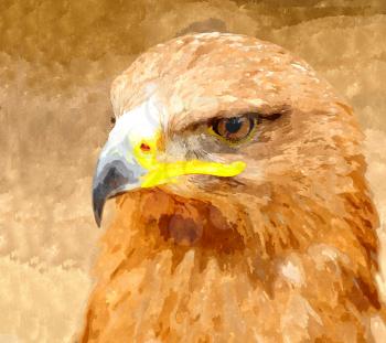 Watercolor digitally generated painting of the Golden Eagle portrait.