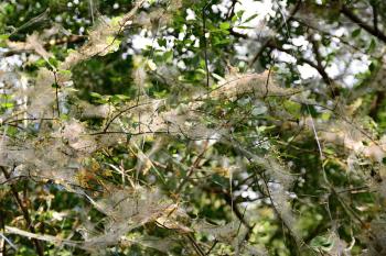Web of the Yponomeuta cagnagella Spindle Ermine on the plant.
