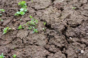 Texture of brown dried cracked soil with green plant. Full frame dried soil background.