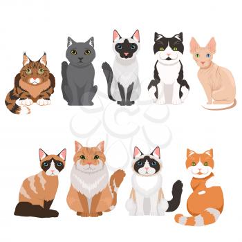 Domestic cats in cartoon style. Vector illustrations isolate on white. Set of cats breed